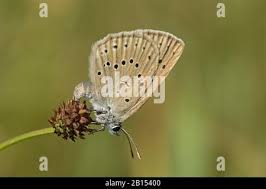 Attēlu rezultāti vaicājumam “Maculinea teleius underside”
