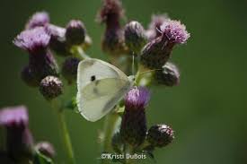 Attēlu rezultāti vaicājumam “Pieris rapae female”