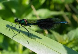 Attēlu rezultāti vaicājumam “Calopteryx splendens”