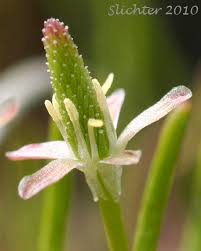 Attēlu rezultāti vaicājumam “Myosurus minimus flower”