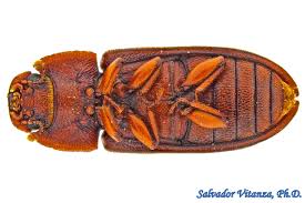 Attēlu rezultāti vaicājumam “Zopheridae”