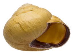 Attēlu rezultāti vaicājumam “Cepaea nemoralis”