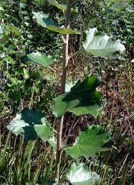 Attēlu rezultāti vaicājumam “Populus x canescens”