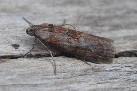 Attēlu rezultāti vaicājumam “Phycita roborella”