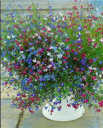 Image result for Lobelien