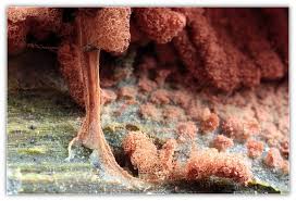 Attēlu rezultāti vaicājumam “Heterotrichia oerstedii (syn. Arcyria oerstedii)”