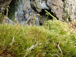 Attēlu rezultāti vaicājumam “Dicranum flagellare”