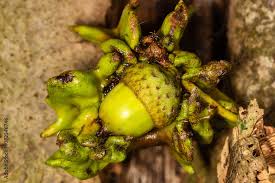 Attēlu rezultāti vaicājumam “Andricus quercuscorticis”