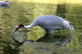 Attēlu rezultāti vaicājumam “Grus grus”