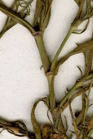 Attēlu rezultāti vaicājumam “Gypsophila muralis fruit”