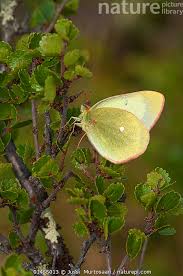 Attēlu rezultāti vaicājumam “Colias palaeno male”