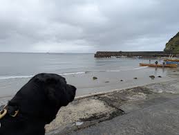 Image result for Zennor Gig Club (Penzance)