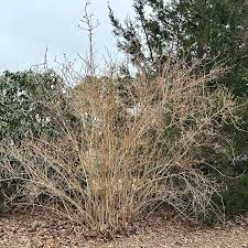 Attēlu rezultāti vaicājumam “Forsythia”