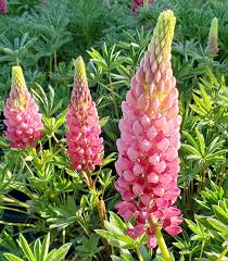 Attēlu rezultāti vaicājumam “Lupinus polyphyllus fruit”