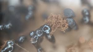 Attēlu rezultāti vaicājumam “Comatricha alta young”