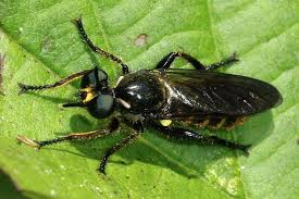 Attēlu rezultāti vaicājumam “Choerades sp.”