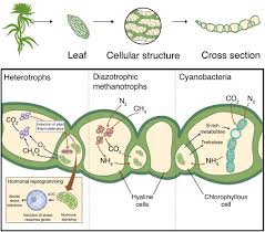 Attēlu rezultāti vaicājumam “Sphagnum angustifolium sporophyte”