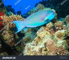 Image result for Chlorurus gibbus