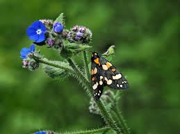 Attēlu rezultāti vaicājumam “Callimorpha dominula larva”