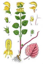 Attēlu rezultāti vaicājumam “Lamiastrum galeobdolon bud”