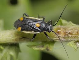 Attēlu rezultāti vaicājumam “Capsodes gothicus imago”