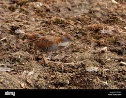 Image result for Porzana pusilla