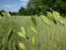 Attēlu rezultāti vaicājumam “Bromus secalinus”