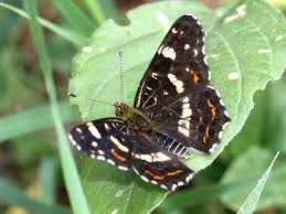 Attēlu rezultāti vaicājumam “Araschnia levana upperside”