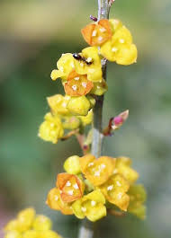 Attēlu rezultāti vaicājumam “Santalaceae”
