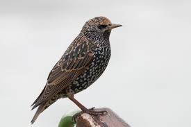 Attēlu rezultāti vaicājumam “Sturnus vulgaris”