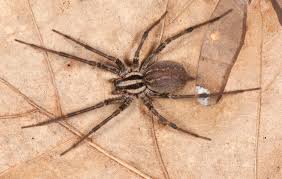 Attēlu rezultāti vaicājumam “Agelenidae”