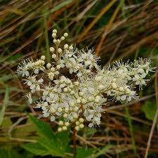 Attēlu rezultāti vaicājumam “Filipendula ulmaria”