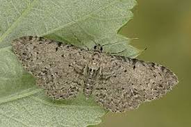 Attēlu rezultāti vaicājumam “Anticollix sparsata”