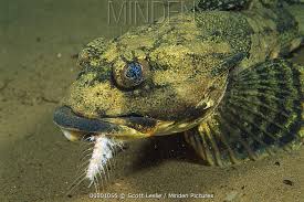 Image result for Myoxocephalus octodecemspinosus