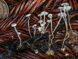 Attēlu rezultāti vaicājumam “Collybia cirrhata”