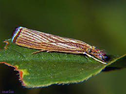 Attēlu rezultāti vaicājumam “Crambus”