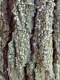 Attēlu rezultāti vaicājumam “Pertusaria albescens”