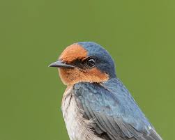 Attēlu rezultāti vaicājumam “Hirundinidae”