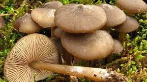 Attēlu rezultāti vaicājumam “Entoloma vernum”