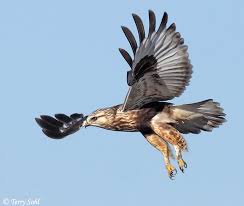 Attēlu rezultāti vaicājumam “Buteo lagopus adult”