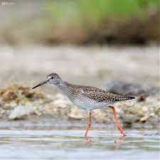 Attēlu rezultāti vaicājumam “Tringa totanus”