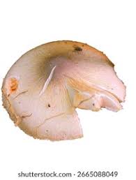 Attēlu rezultāti vaicājumam “Langermania gigantea”