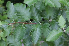 Attēlu rezultāti vaicājumam “Sorbus intermedia leaf”