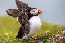 Image result for Fratercula arctica