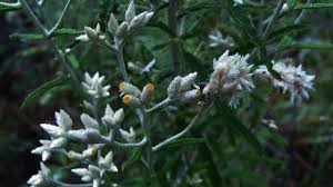 Attēlu rezultāti vaicājumam “Gnaphalium sylvaticum bud”