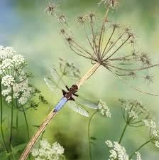 Attēlu rezultāti vaicājumam “Libellula depressa male”