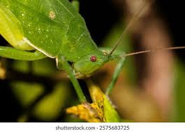 Attēlu rezultāti vaicājumam “Phaneroptera falcata”