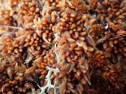 Attēlu rezultāti vaicājumam “Sphagnum austinii sporophyte”