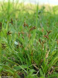 Attēlu rezultāti vaicājumam “Carex ornithopoda fruit”