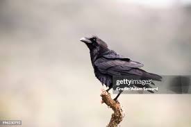 Attēlu rezultāti vaicājumam “Corvus corax adult”